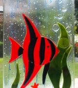 Red Angelfish