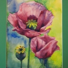 Poppy watercolor